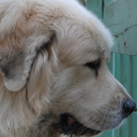 Photo #92647 de Missy