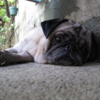 Photo #92701 de Pepper