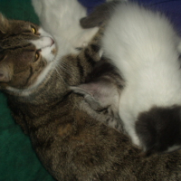 Photo #93535 de Minette