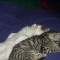 Photo #93541 de Minette