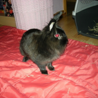 Photo #93703 de Lapinou