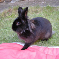 Photo #93709 de Lapinou