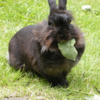 Photo #93715 de Lapinou
