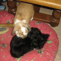 Photo #94489 de Cooky