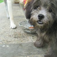 Photo #94783 de Prep dahlia