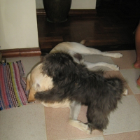 Photo #94795 de Prep dahlia
