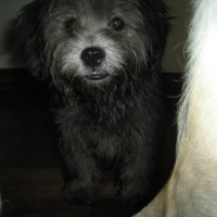 Photo #94801 de Prep dahlia