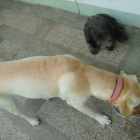 Photo #94807 de Prep dahlia