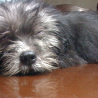 Photo #94813 de Prep dahlia