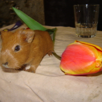Photo #94885 de Danette