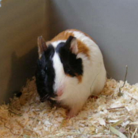 Photo #94909 de Chips