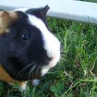 Photo #94915 de Chips