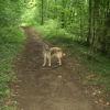 buddy en ballade dans les bois