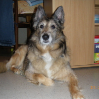 Photo #95071 de Buddy