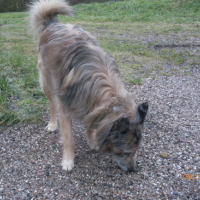 Photo #95083 de Buddy