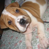 Photo #95149 de Puff