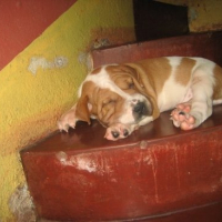 Photo #95155 de Puff