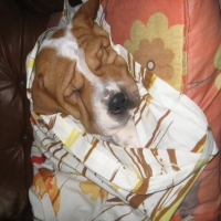 Photo #95161 de Puff
