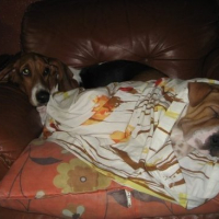 Photo #95167 de Puff