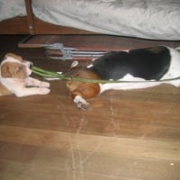 Photo #95179 de Puff