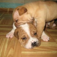 Photo #95185 de Puff