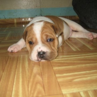 Photo #95191 de Puff