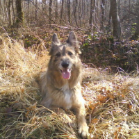 Photo #95239 de Buddy