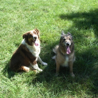 Photo #95269 de Buddy