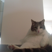Photo #95305 de Louna