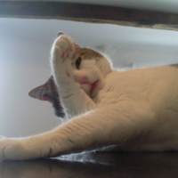 Photo #95311 de Louna