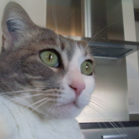 Photo #95317 de Louna
