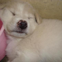 Photo #95383 de Bunny