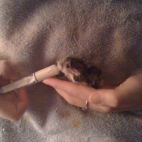 Photo #95599 de Perceval