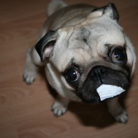 Photo #95755 de Nachos