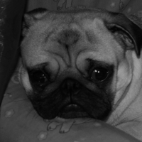 Photo #95797 de Nachos