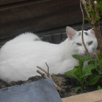 Photo #96157 de Picsou