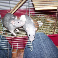 Photo #96211 de Paupiette & ramoulette