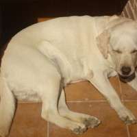 Photo #96271 de Kouma