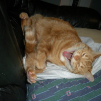 Photo #96493 de Rouky