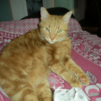 Photo #96499 de Rouky