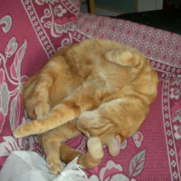 Photo #96505 de Rouky