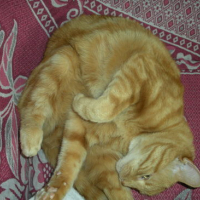 Photo #96511 de Rouky