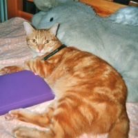 Photo #96523 de Rouky