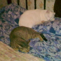 Photo #96589 de Zoé