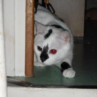Photo #96625 de Kiwi