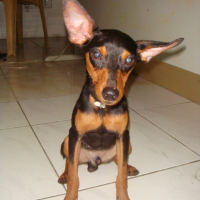 Photo #96739 de Sookie