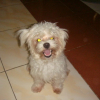 mickey0009
