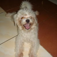 Photo #96769 de Mickey