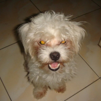 Photo #96775 de Mickey
