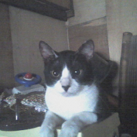 Photo #96805 de Moymoy jr.